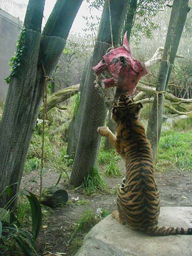 ctigerpig1