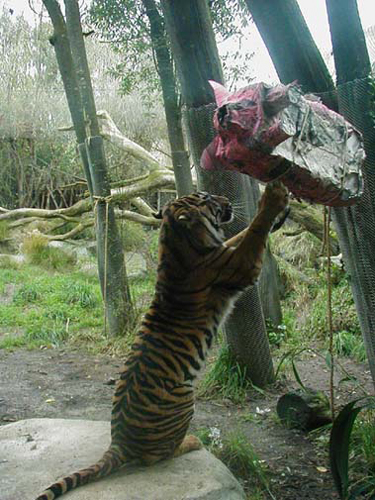 ctigerpig2