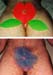 ttpenis_flower2