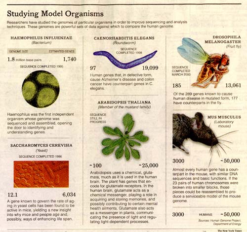 aaazbmodel organisms