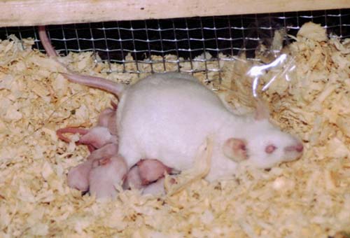 mice