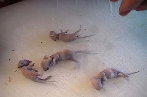 odedmice