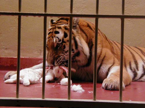 tigerrabbit
