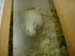 miatimed pregnant mouse