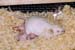 mice