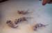 odedmice