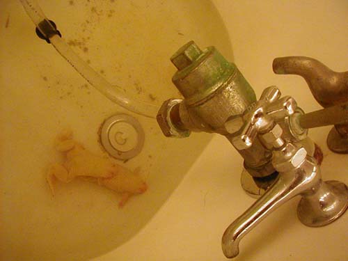 khumping frogs