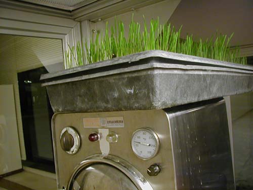 rautoclavewheatgraslan0085